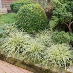 상록사초 에버골드 20cm포트 야생화 그라스 사초 지피식물 : 처인원예종묘