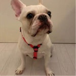 가슴 잘잡아주는 소형견 강아지하네스 산책훈련 뚱뚱한개 애견줄 강쥐 시골개 컨트롤 : 털많은이발소