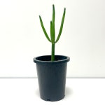 연필선인장 청산호 미니 선인장 다육이 : 솔가든