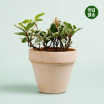 데팡스 산호수 실내공기정화식물 반려 희귀 집에서키우기쉬운 식물 랜덤발송 포트 화분 : 데팡스 홈가드닝 종합쇼핑몰