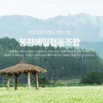 봉평 메밀쌀 1kg 강원도 평창 국산 매밀쌀 깐 통 메밀 : 이모가간다