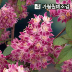 말발도리 만첩빈도리 유키체리블라썸 유키스노우플레이크 스트로베리필드 가림원예조경 : 가림원예조경
