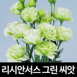 그린 리시안셔스 씨앗 리시안서스 종자 꽃씨 씨 10알 : 가람원