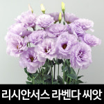 라벤더 리시안셔스 씨앗 리시안서스 종자 꽃씨 10알 : 가람원