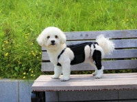 강아지 허리 척추 디스크 보조기 재활 보호대 : 펫츠오앤피