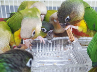 앵무새 장난감 ALBA등급 실론 시나몬 스틱 30g 스트레스 해소 뜯뜯 천연장난감 천연방향제 : 아가새농장