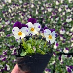 골드씨드 비올라 꽃모종 팬지10+2 상품 4치포트 전원주택조경 카페꾸미기 : 골드씨드
