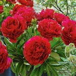 작약(헨리박스)개화주/꽃나무/묘목/h1263 : 카카호호1