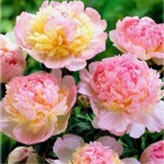 작약(라즈베리선데이)개화주/꽃나무/묘목/h1247 : 카카호호1