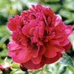 작약(고간흥)개화주/꽃나무/묘목/h1233 : 카카호호1