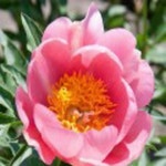 작약(러블리로즈)개화주/꽃나무/묘목/h1229 : 카카호호1