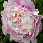 작약(캐서린포틴)개화주/꽃나무/묘목/h1251 : 카카호호1