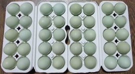 청란 난각번호1번 산지직송 자연방목청란 청계란 유정란 [20란 30란 40란 60란] 식용란 : 영양 산골이야기 농장