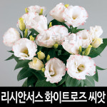 화이트로즈 리시안셔스 씨앗 리시안서스 종자 10알 : 가람원