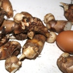 베트남 왕토란 종자 종근 씨앗 1개 : 엔젤 농장