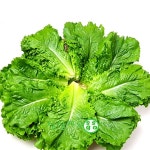 싱싱한 로메인4kg 웰빙채소 싱싱지오 : 싱싱지오