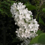 묘목/라일락 백색라일락 하얀라일락 키120cm내외 특A급 G0851 : 선주네