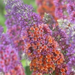 모종/붓들레아/플라워파워 2년생 포트묘(9cm)  KJ269 : 선주네