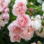 영국장미 (더제너러스가드너) 조경용장미  묘목-접목 1년 개화주 KJ3586 : 선주네