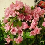 묘목 /왜성철쭉( 방울기리시마) 10cm포트 /3개묶음 NS629 : 선주네