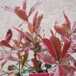 묘목/홍가시나무 핑크마블/3년생 포트묘/2개묶음   KJ1287 : 선주네