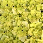 모종/휴케라 (라임리키) 10cm포트 /2개셋트 G1042 : 선주네