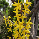 개나리나무 묘목 - 키120cm 뿌리묘 5개 : 순수농원