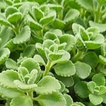 모종-허브 장미허브 10cm포트 5개셋트  GC221 : 선주네