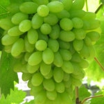 묘목/씨 없는 청포도나무 세기무핵/3년생(분) 결실주 KJ117 : 선주네