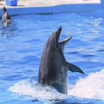 오키나와 버스투어 북부 1일 츄라우미수족관 티켓포함 유투어버스 자유여행 [8명이상출발] : 유투어버스