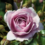 독일장미 노발리스 노티카 블루문 보라사계땅장미 : 홈즈가든