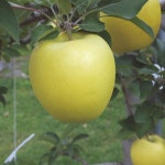 묘목/사과나무 황금사과 시나노골드/접목 1년-두개묶음 KJ228 : 선주네