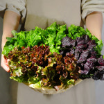 쌈채소 당일수확 한박스 : 산지도매센타