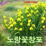 팝플라워 노랑꽃창포 씨앗 10립 : 올드마마