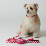 일로 오리지널 목줄 강아지 반려견 소형견 중형견 텐텐 핑크, M : iLLO