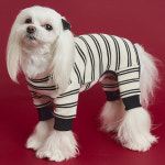 트윈단가라올인원 강아지옷 애견의류 : 도그아이