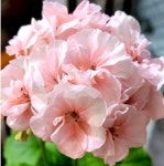 아랑별비 제라늄 예쁜 꽃지게농장 반려식물 꽃대 실내식물 키우기 화분 선물 : 꽃지게농장