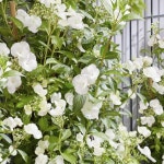 묘목/수국 (런어웨이 브라이드) 3ℓ(19cm)포트  G1542 : 선주네