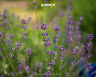 Lavandula angustifolia 잉글리쉬 라벤더 사진- 유안재 식물원 : 유안재네이쳐