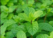 비누야놀자 비누만들기 diy 재료 오렌지 오일 집콕놀이 미술 천연 : 비누야놀자