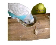 버드케밥 Kozy Keet 앵무새장난감 (사이즈 7.5 x 22cm) : 행복조류사