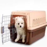 강아지 고양이 이동장 애완동물 캐리어 M 켄넬 반려견 가방 이동가방 애견 애묘 : 블루데이지샵