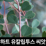 웹스테리아나 유칼립투스 씨앗 허브 종자 하트 10알 : 가람원