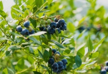 블루베리 나무 묘목 재배 키우기 왕블루베리묘목 : 마이산농원