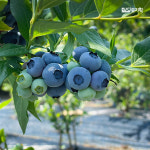 국산 무주 생 블루베리 생과 1kg 특대 16mm이상 : 건강한디유