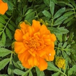 꽃모종/ (메리골드 주황 ) / 포트 10개 MJ41 : 선주네