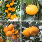 [제주한라농원]3년생 한라봉나무 가정원예 유실수 묘목 공기정화식물 귤나무 : 제주한라농원