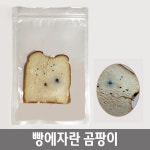 초등학교 곰팡이관찰 과학수업용 식빵에 자란 곰팡이 : 케어스마트