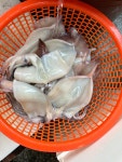 국내산 태안 신진항 산지직송 생물 냉동 오징어 한박스 20미 : 신진도 희망수산