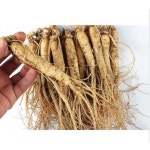 국내산 금산 인삼 수삼 250g 10-14뿌리 삼계탕인삼 세척인삼 : 건강누리마켓